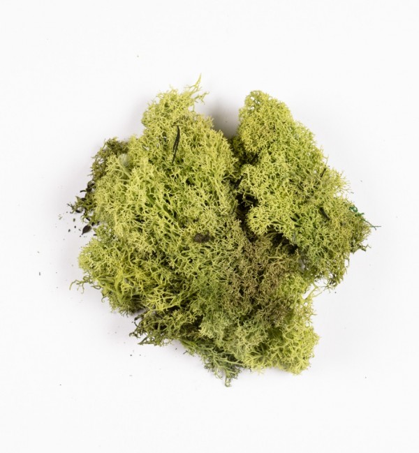 Sachet avec lichen vert n° 1254 (30 g)